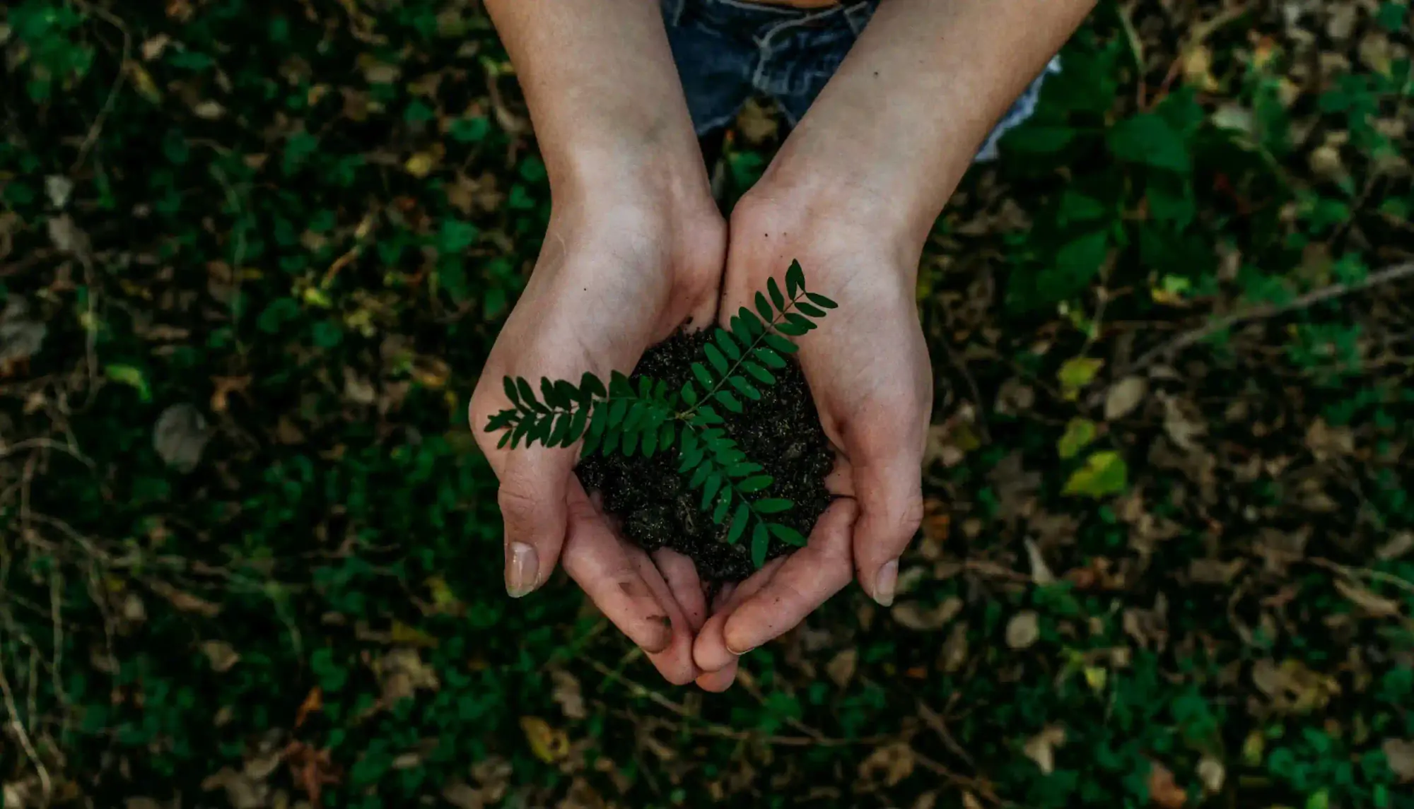 Sustainability Intro Section Background Image